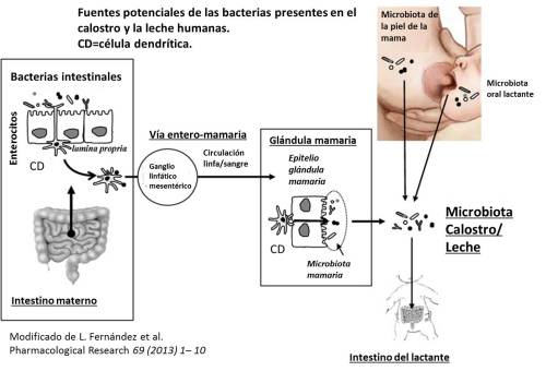 Fuentes potenciales de las bacterias presentes en el calostro y la leche humanas